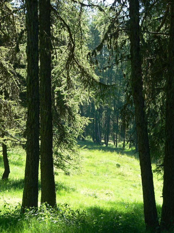 La flore du Mercantour