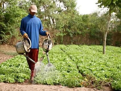 La Banque mondiale encourage vivement le Sénégal à développer l'horticulture