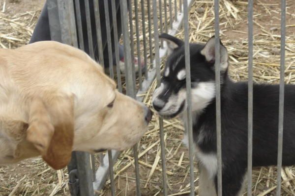 <p>Toi qui m'a reconnu au travers de mon chien, respectes ce site et l'anonymat des divers ma&icirc;tres. </p>
<p>Toi qui ne me connais pas, si tu veux cr&eacute;er un contact, laisse tes coordonn&eacute;es je te contacterai. Merci.</p>
<p>Du neuf, vous d&eacute;couvrez peu-&agrave;-peu mon univers familial et g&eacute;ographique...</p>