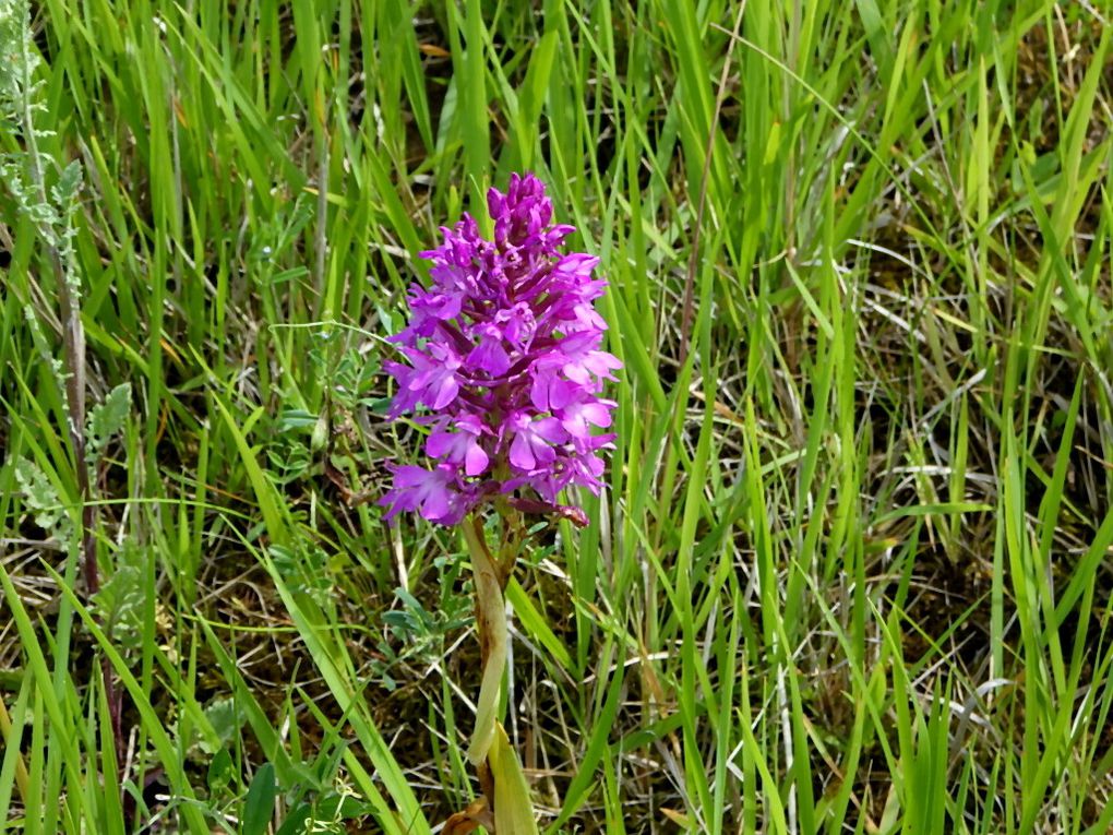 Mais on y trouve aussi de jolies fleurs dont ces orchidées sauvages.