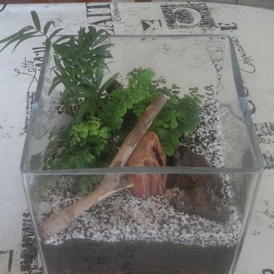 terrarium 