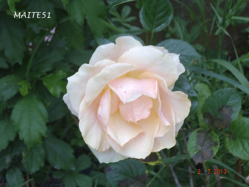 Rose "saumon", Lavatère, Onagre (oui je sais c'est une mauvaise herbe, mais j'aime bien et on l'utilise en cosmétique !!!), jardinières avec graines de plantes mellifères !