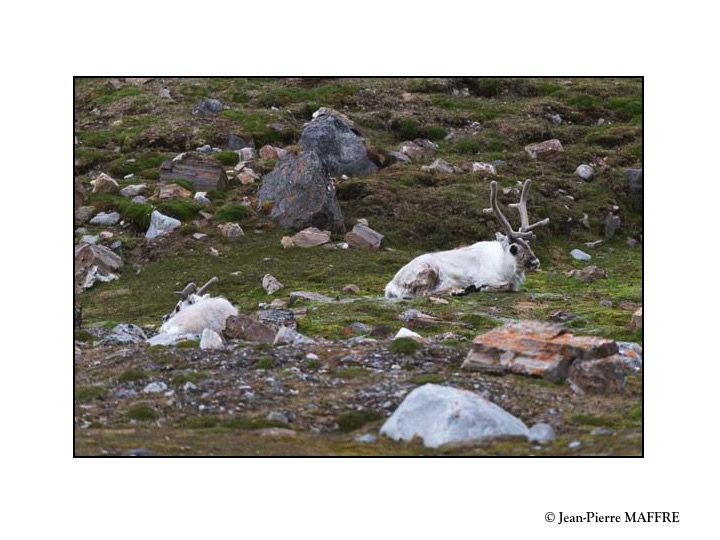 Le Spitzberg est la terre arctique où la faune est la plus riche. On y trouve des rennes, des morses, des phoques, des ours polaires et de nombreux oiseaux.