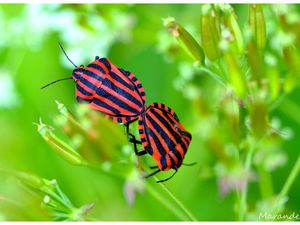 Des punaises harlequin