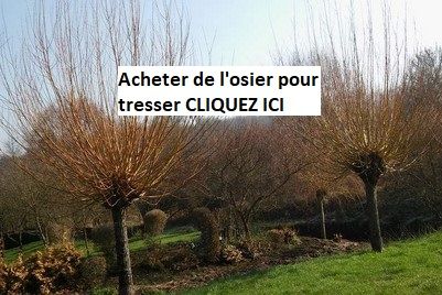 VENTE DE BOUTURE SAULE OSIER TÊTARD 1m30 VENTE DE BOUTURE SAULE OSIER TÊTARD 1m30  Par Etienne Métézeau