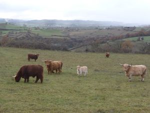 Effectivement, il avait raison, ce sont des Highlands qui ont remplacé nos Aubrac.
