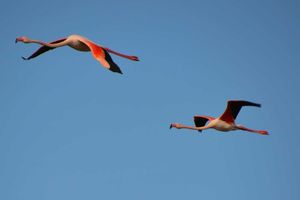Sortie au Pont de Gau en camargue