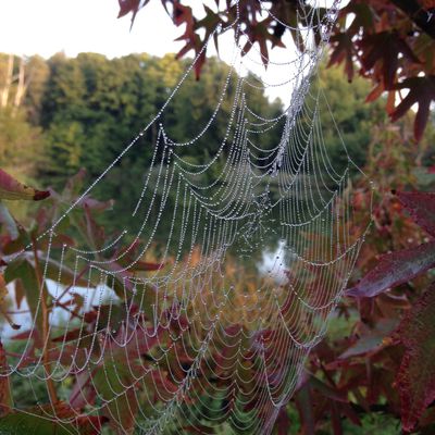 Les petits murmures de la nature….