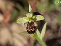 Ophrys scolopax subsp conradiae