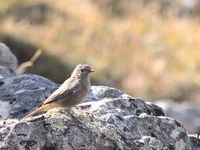 Septembre sur le causse Mejean