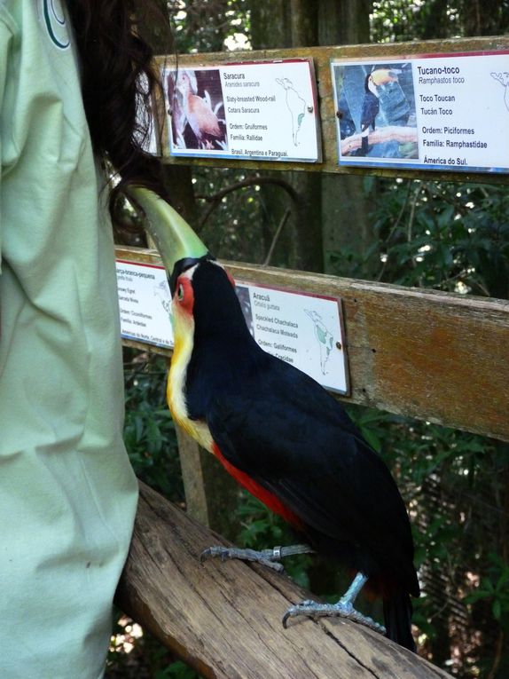 Un dimanche, nous avons passé la frontière pour nous rendre au Brésil, et sommes allés voir...les oiseaux:)Sur le chemin du retour, nous avons mangé dans un restaurant chinois, avant de marcher 15km jusqu'à CdE.