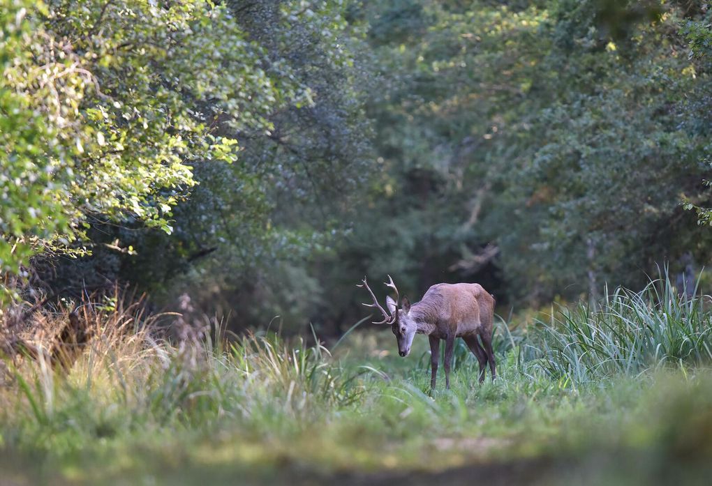 Daguet et subadulte (cerf élaphe).