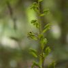 Listère à feuilles ovales - Listera ovata