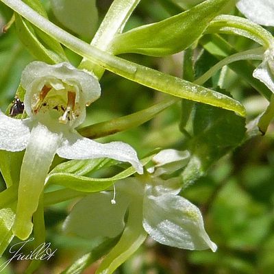 La platanthère  à fleurs verdâtres