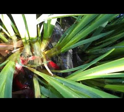 La partouze dans les iris ...