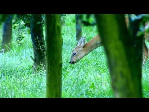 Sur le territoire des chevreuils