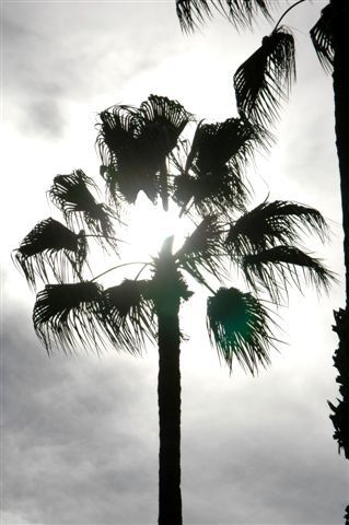 Album - Le-jardin-Majorelle