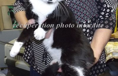 Chat mâle noir et blanc trouvé sur Machecoul - Saint-Même 44270