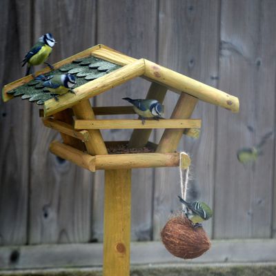 Nouvelle année et chants d'oiseaux