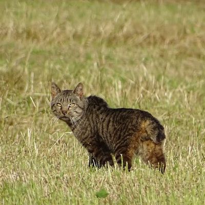 Le président des chasseurs propose de piéger les chats qui se trouvent à plus de 300 mètres des habitations