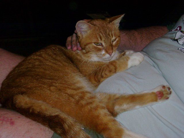 Mon adorable chatte Soufflette, disparue le 10 mars 2010.
Bonne visite à toutes et tous.
Phil "Fossil"