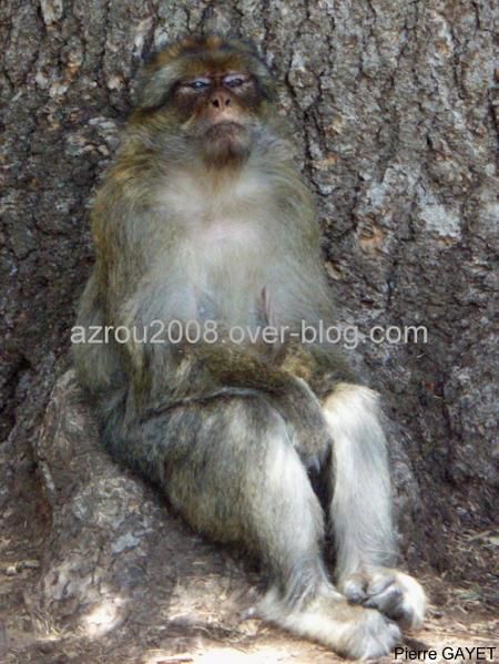 macaques de Barbarie (Macaca sylvanus) ou singe magot, dans une forêt de cèdres du moyen-Atlas marocain