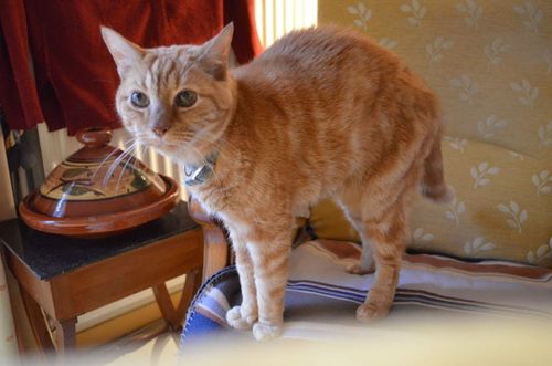 Caramel Lb Le Chat Venu Du Ciel L Histoire De Caramel Lb Petit Chat Roux Plein D Amour Et De Tendresse Venu Du Ciel Sa Vie Ses Petites Manies Ses Betises Mais Surtout