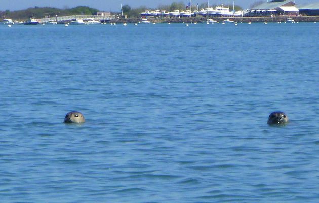 Balade en baie de l'Orne