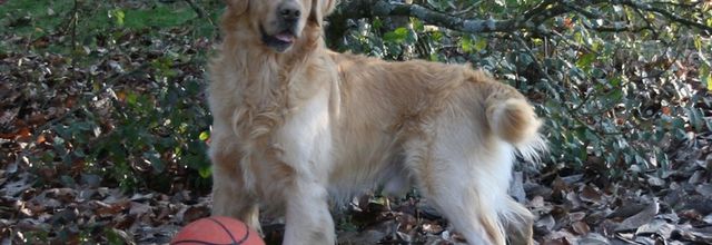 chiens perdus message à faire passer d'urgence