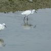 Aigretta garzetta (Aigrette garzette)