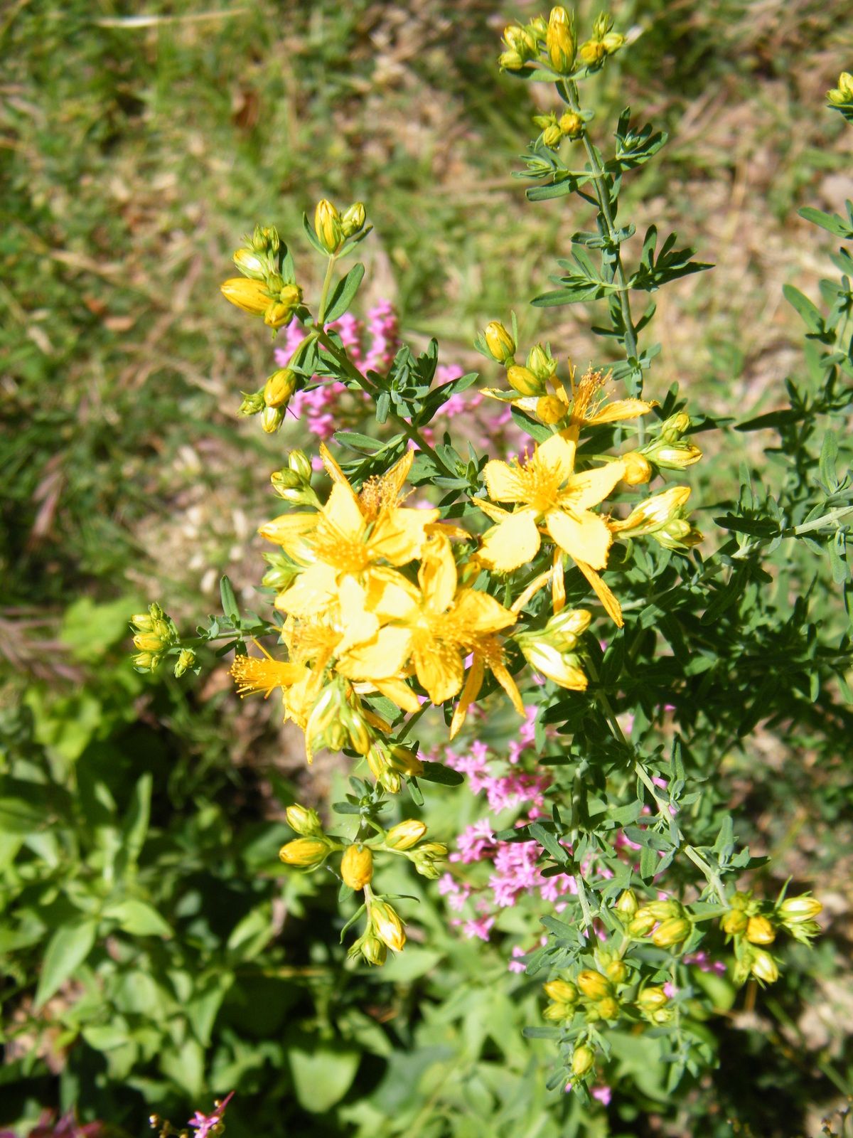 Les fleurs et les rameaux dans la prairie sauvage du jardin. 22.05.2022.