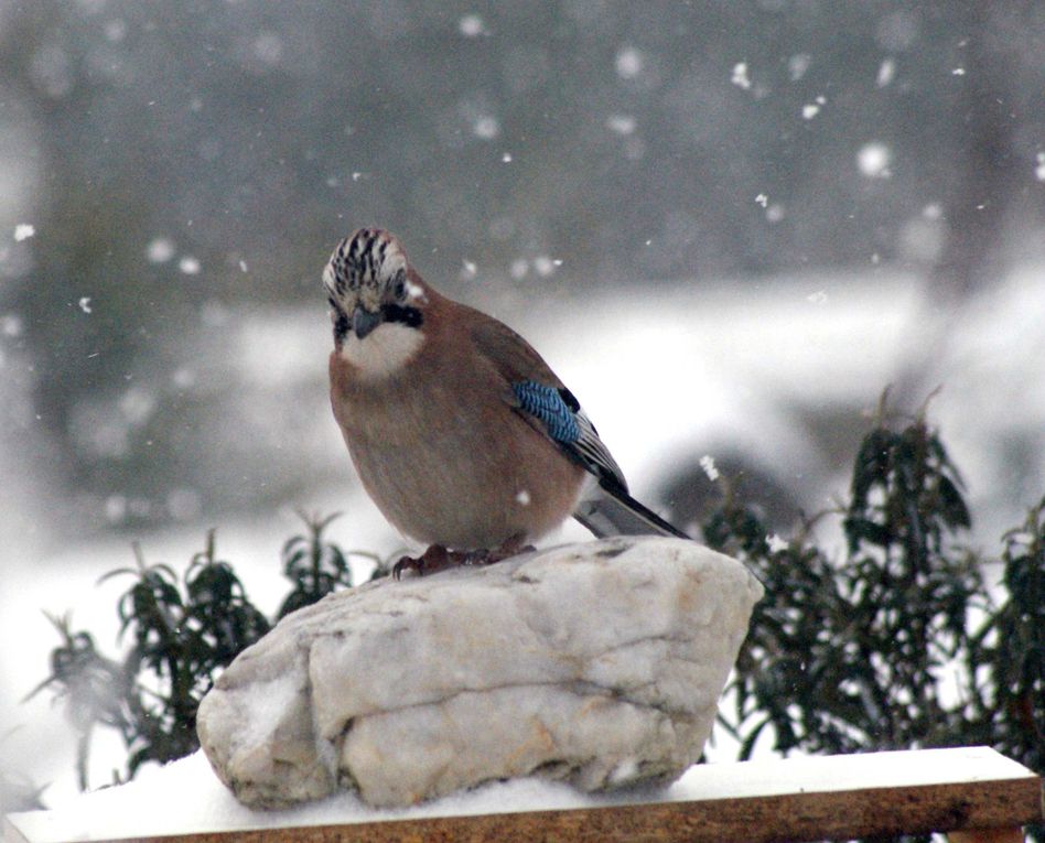 Photos d'animaux rencontrés au cours de mes balades mais aussi ceux qui fréquentent mon jardin.