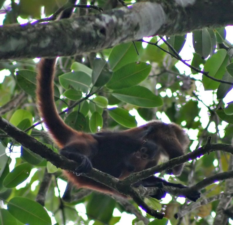 Album - Costa-Rica