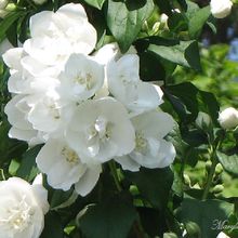 Jasmin des poètes