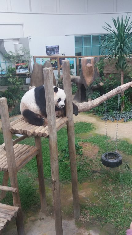 les felins ne sont pas loin de nous. De l'eau et une barrière en plexi nous séparent. L'attraction : les pandas avec un bébé d'un an encore tout pataud