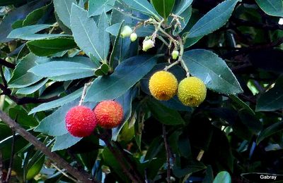 Des fruits : des arbouses