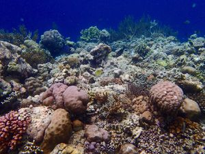 Snorkeling à Menjangan