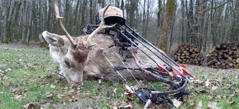 CHASSE AU DAIM