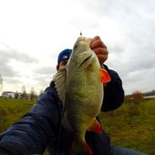 Big boy perch