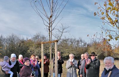 Veitshöchheimer Eigenheimer pflanzten am Jahresbaumweg eine Robinie, den Baum des Jahres 2020 und unverwüstliche Bienenfreundin - Gespendet von der 93 jährigen Erna Apelt 