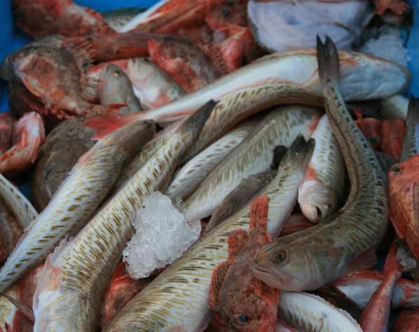 poisson frais en Espagne