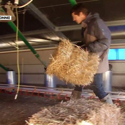 Reconversion d'un couple dans l'élevage de poulets bio