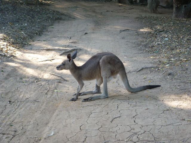 Album - 20.Australie-East-Coast