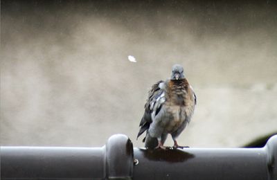 Pigeon de Vincennes