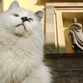 Russia's Museum Cats