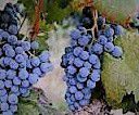 #Cournoise Producers Sierra Foothills Vineyards California  Vineyards 