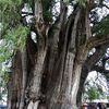 Ahuehuete, l'arbre qui ne vieillit jamais...