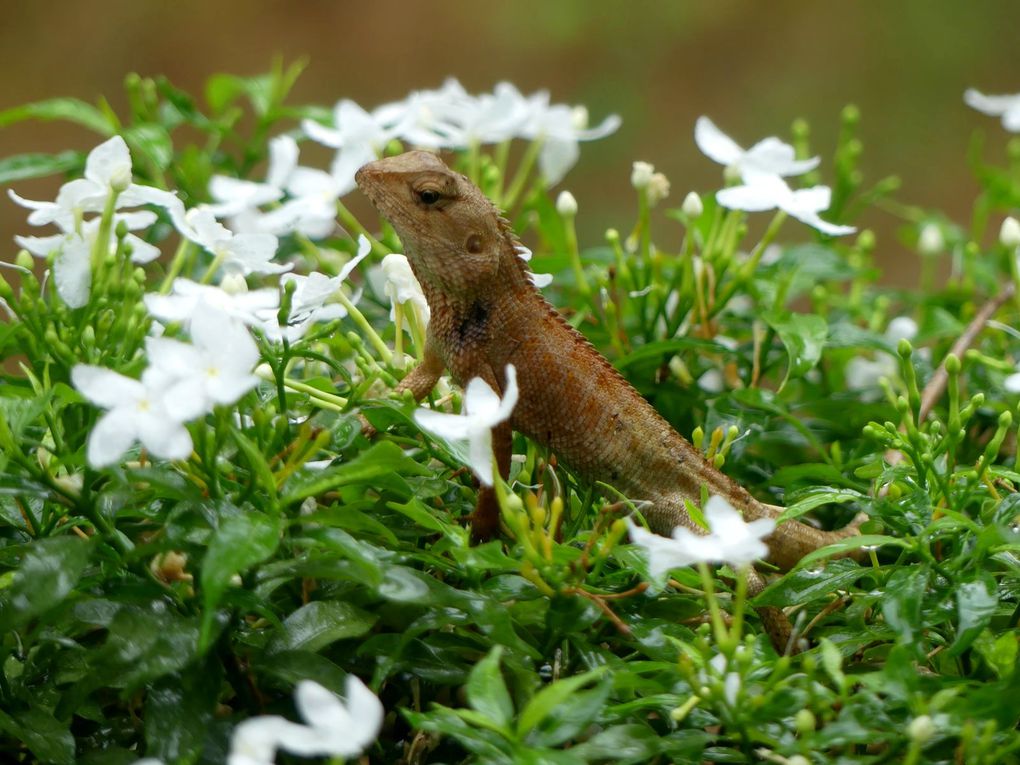 Visiteurs au jardin…