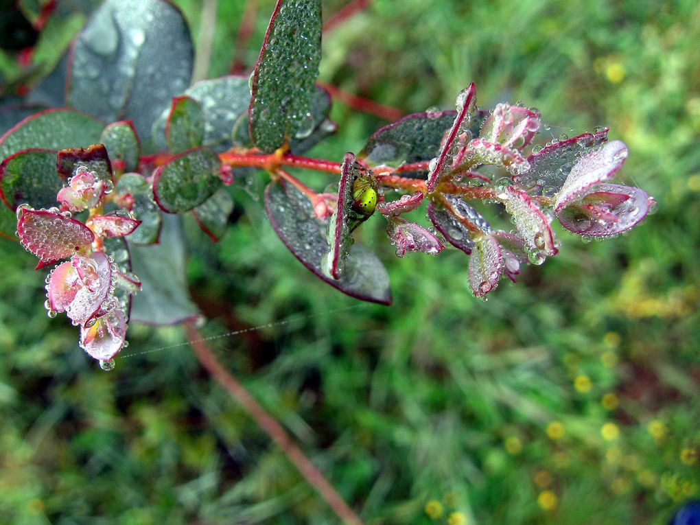 Photos diverses de fleurs et plantes de mon jardin, pour la plupart... en toutes saisons.