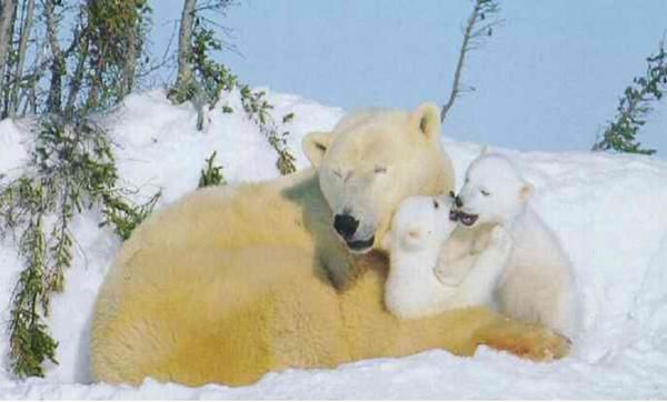 Images d'ours polaire